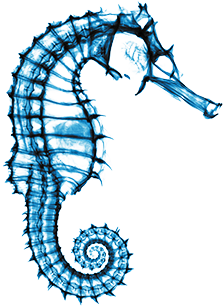 Seahorse